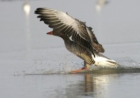 /album/geese/birthday-084-filtered-jpg/